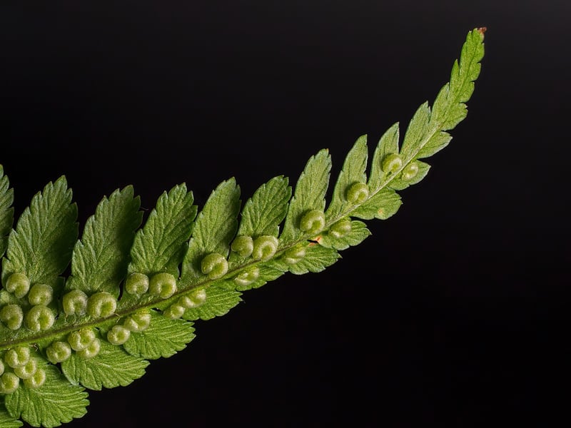 Pixie Ferns