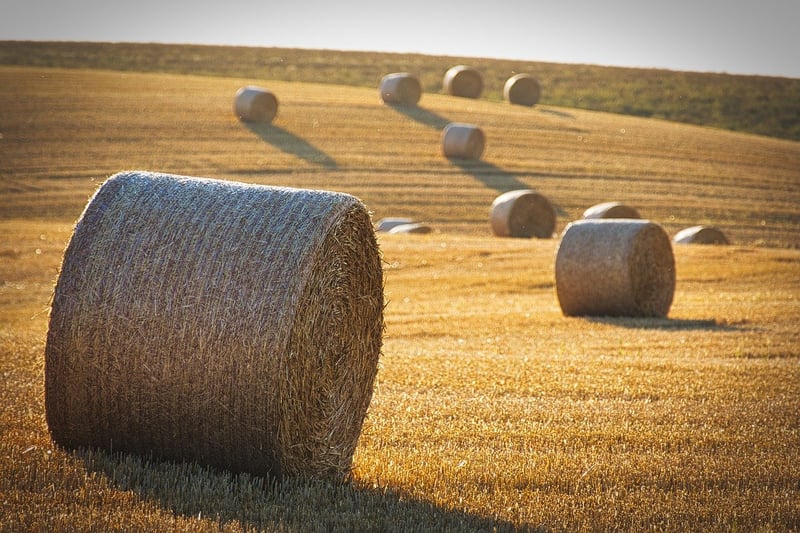 Summer Harvest